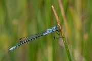 DPPhotography - Lesvos - Robust spreadwing - M