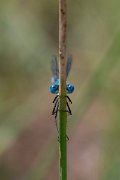 DPPhotography - Lesvos - Robust spreadwing - N