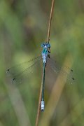 DPPhotography - Lesvos - Robust spreadwing - O