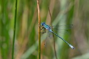 DPPhotography - Lesvos - Robust spreadwing - P