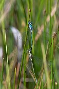 DPPhotography - Lesvos - Robust spreadwing - Q