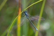 DPPhotography - Lesvos - Robust spreadwing - R