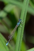 DPPhotography - Lesvos - Small bluetail - A