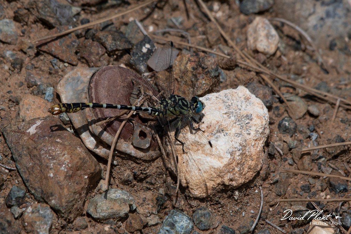 DPPhotography - Lesvos - Small pincertail - A.jpg - Small pincertail - Achladeri forest, Lesvos