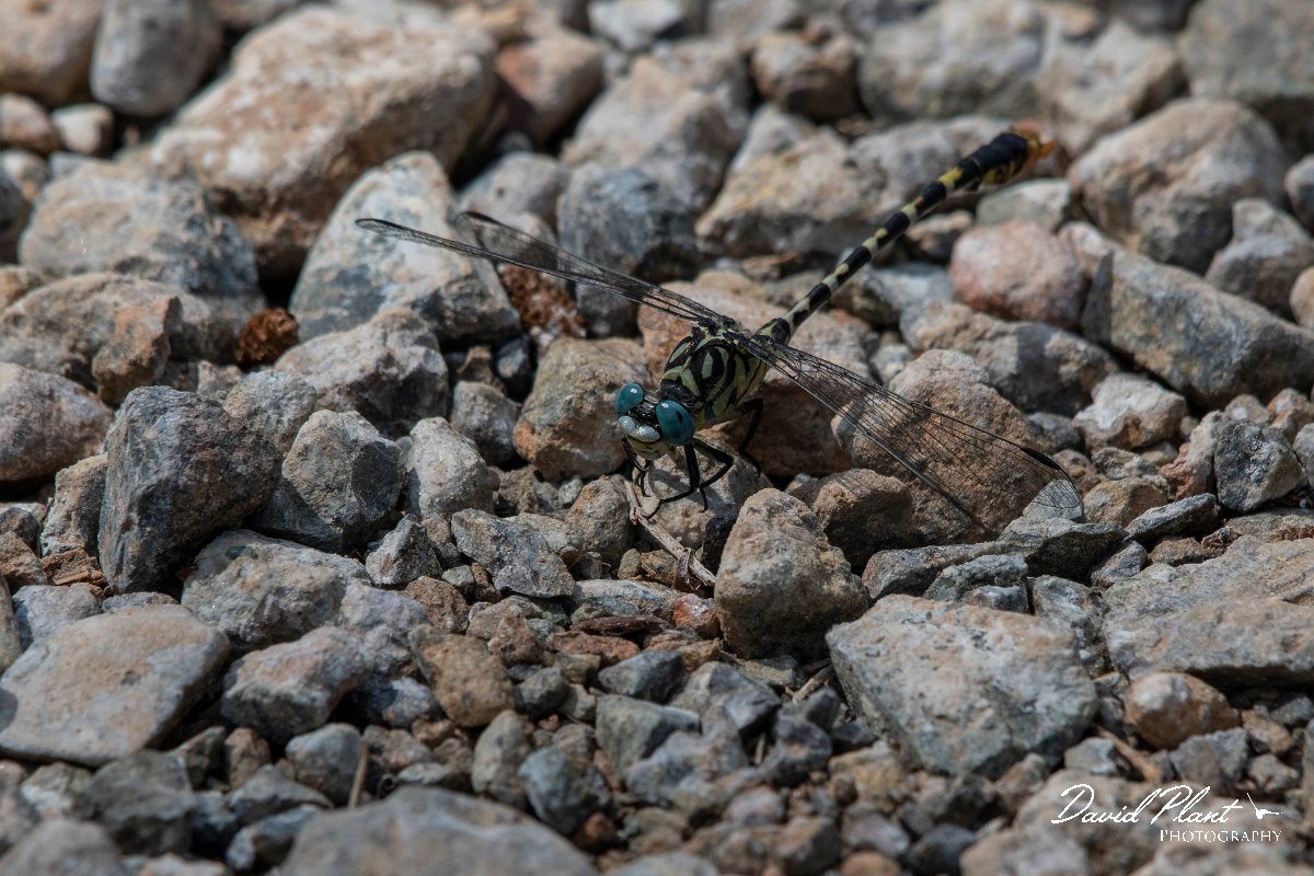 DPPhotography - Lesvos - Small pincertail - B.jpg - Small pincertail - Achladeri forest, Lesvos
