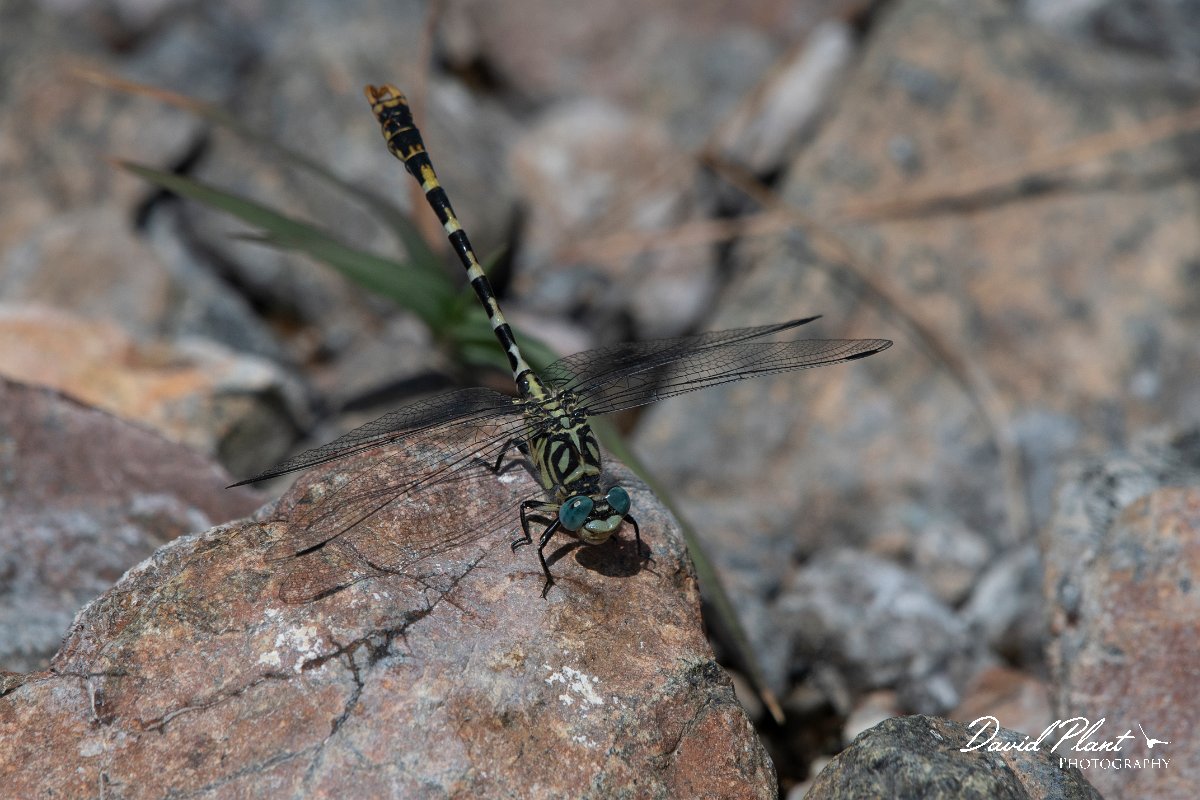 DPPhotography - Lesvos - Small pincertail - D.jpg - Small pincertail - Achladeri forest, Lesvos