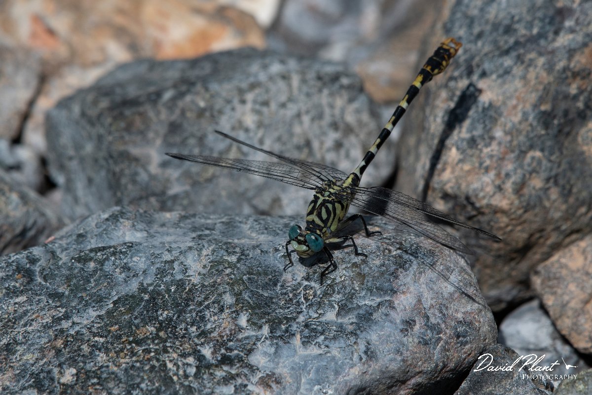 DPPhotography - Lesvos - Small pincertail - E.jpg - Small pincertail - Achladeri forest, Lesvos