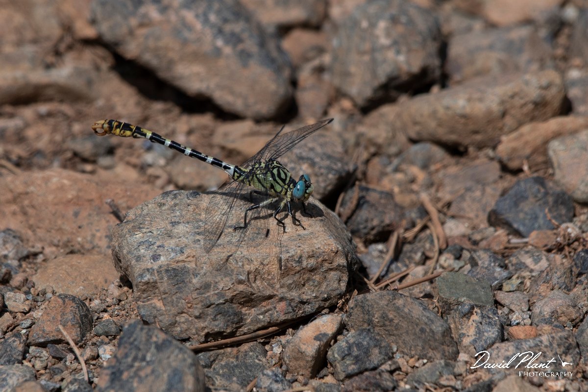 DPPhotography - Lesvos - Small pincertail - F.jpg - Small pincertail - Achladeri forest, Lesvos