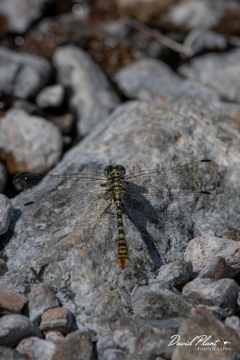 DPPhotography - Lesvos - Small pincertail - G.jpg - Small pincertail - Achladeri forest, Lesvos