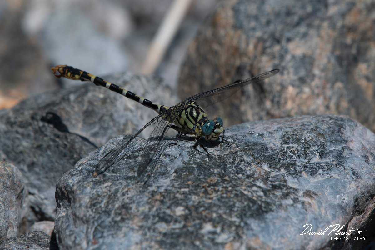 DPPhotography - Lesvos - Small pincertail - I.jpg - Small pincertail - Achladeri forest, Lesvos