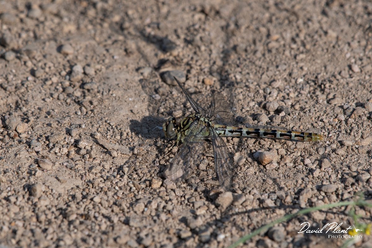 DPPhotography - Lesvos - Small pincertail - L.jpg - Small pincertail - Potamia Valley, Lesvos