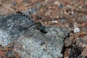 DPPhotography - Lesvos - Small pincertail - C