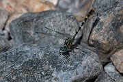 DPPhotography - Lesvos - Small pincertail - E