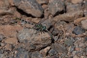 DPPhotography - Lesvos - Small pincertail - F