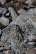 DPPhotography - Lesvos - Small pincertail - G