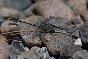 DPPhotography - Lesvos - Small pincertail - H