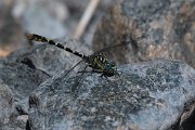 DPPhotography - Lesvos - Small pincertail - I