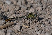 DPPhotography - Lesvos - Small pincertail - K