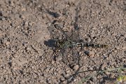 DPPhotography - Lesvos - Small pincertail - L