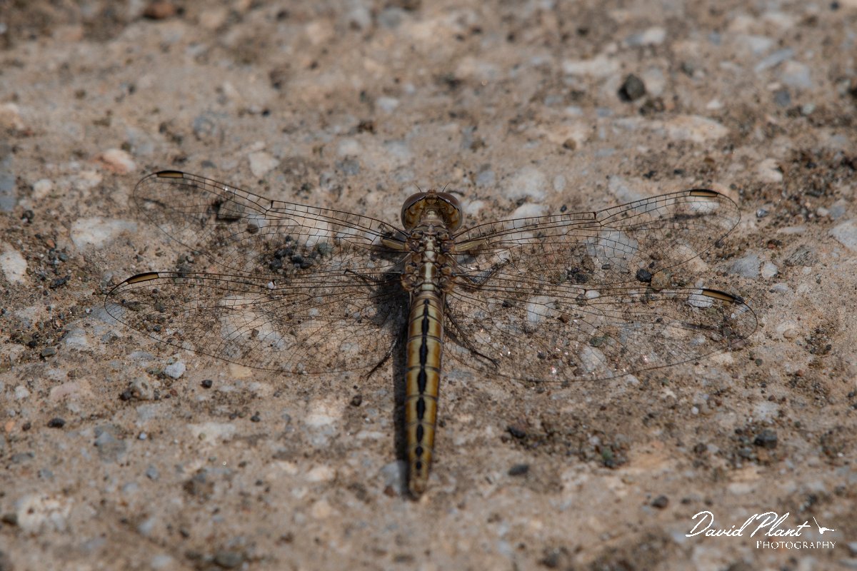 DPPhotography - Lesvos - Small skimmer - A.jpg - Small skimmer - Achladeri forest, Lesvos