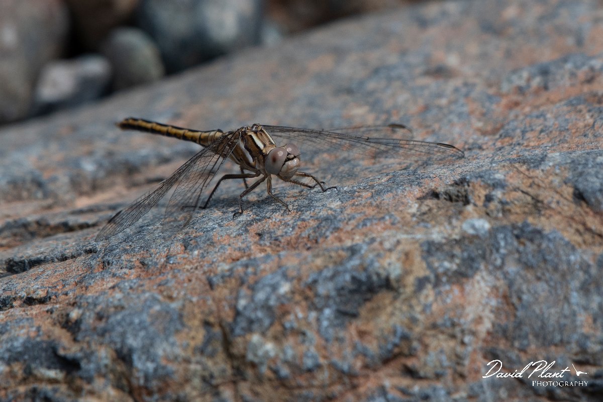 DPPhotography - Lesvos - Small skimmer - B.jpg - Small skimmer - Achladeri forest, Lesvos