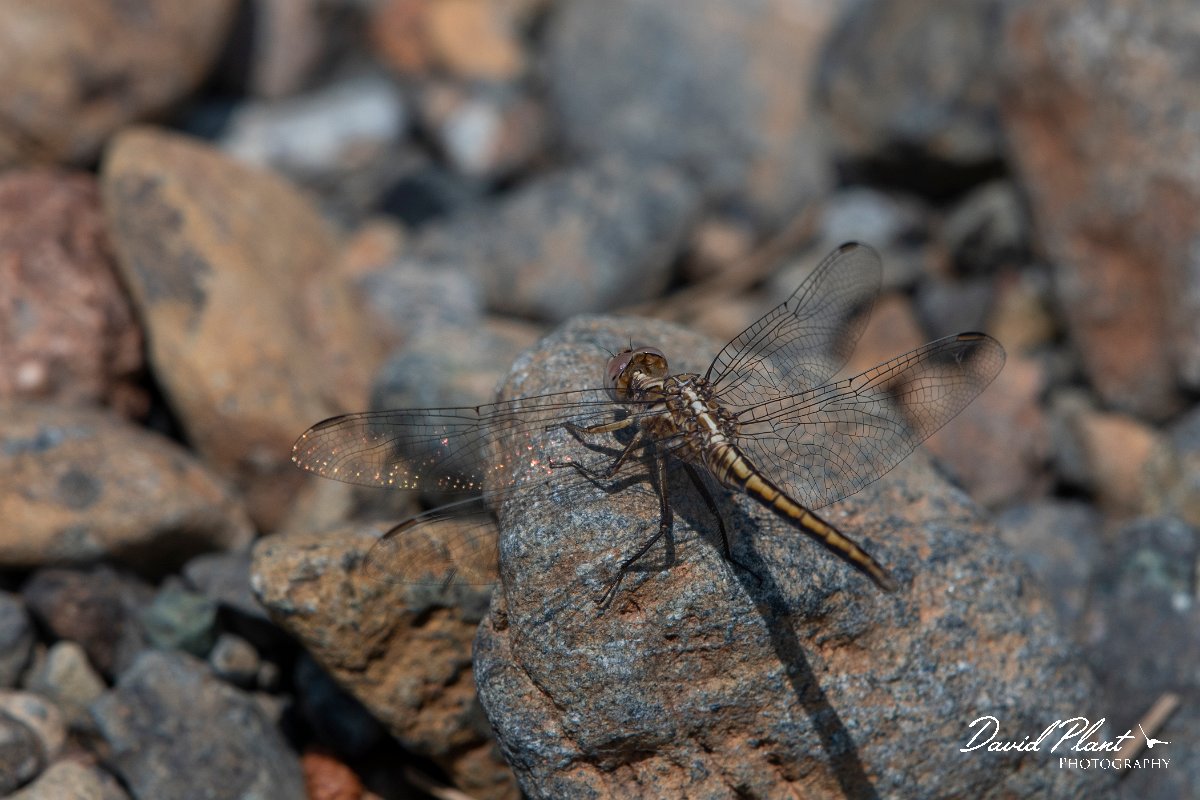 DPPhotography - Lesvos - Small skimmer - C.jpg - Small skimmer - Achladeri forest, Lesvos