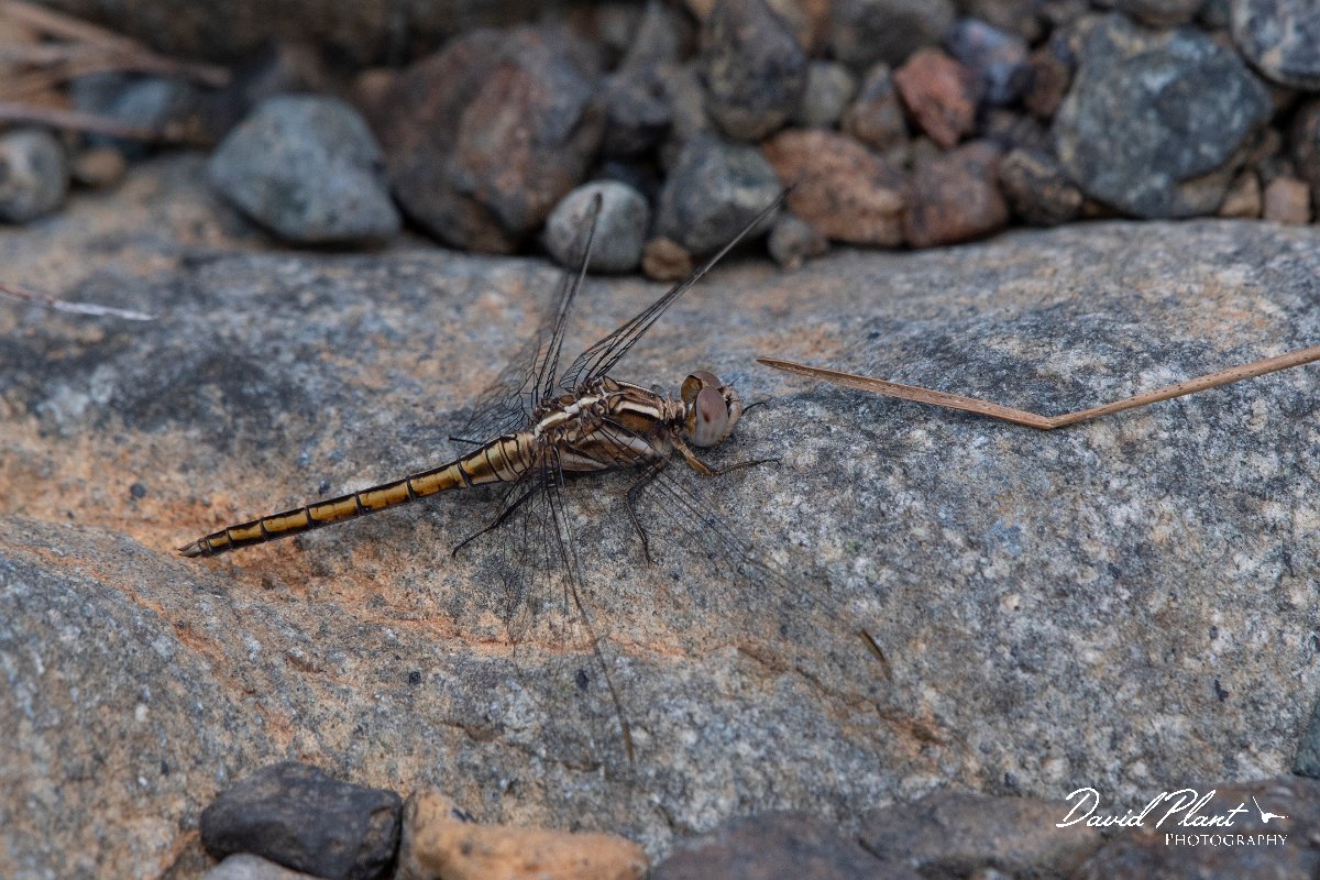 DPPhotography - Lesvos - Small skimmer - D.jpg - Small skimmer - Achladeri forest, Lesvos