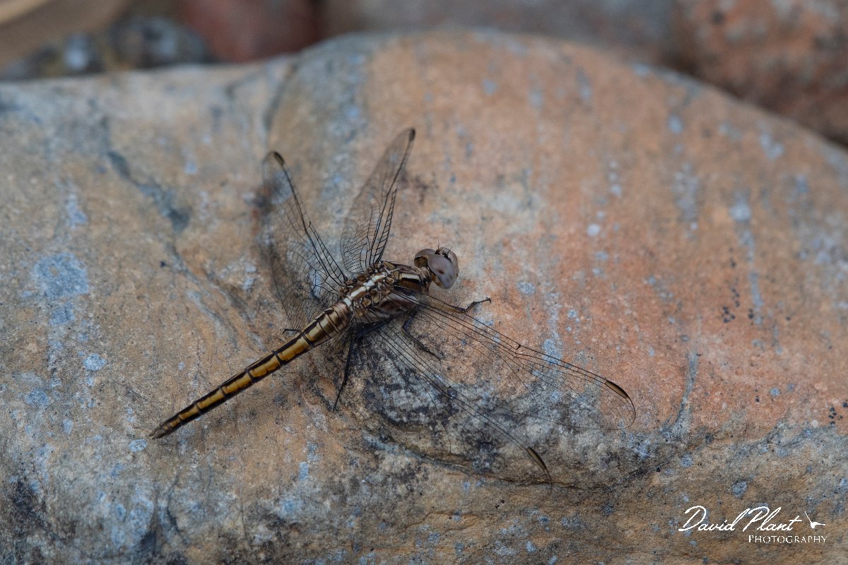 DPPhotography - Lesvos - Small skimmer - E.jpg - Small skimmer - Achladeri forest, Lesvos