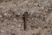 DPPhotography - Lesvos - Small skimmer - A