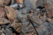 DPPhotography - Lesvos - Small skimmer - C