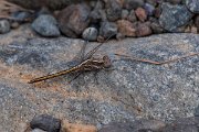 DPPhotography - Lesvos - Small skimmer - D