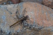 DPPhotography - Lesvos - Small skimmer - E