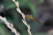 DPPhotography - Lesvos - Southern darter - A