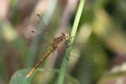 DPPhotography - Lesvos - Southern darter - C