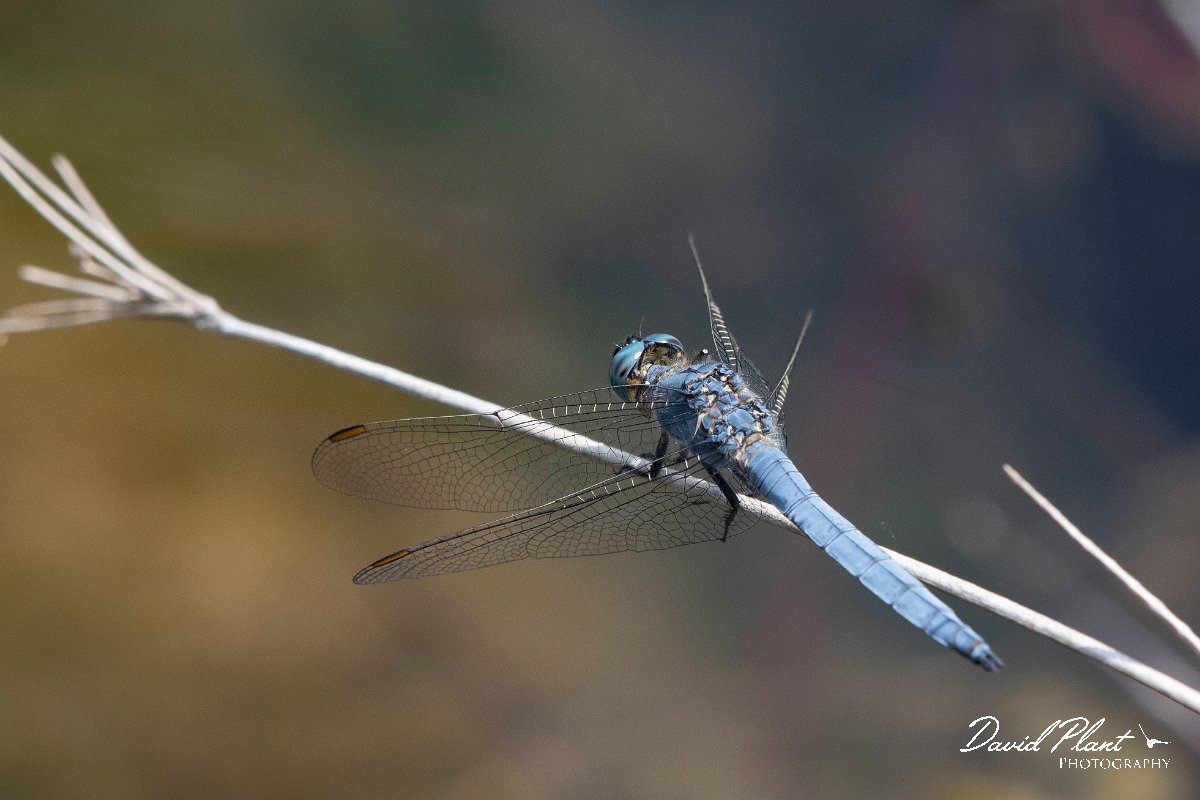 DPPhotography - Lesvos - Southern skimmer - B.jpg - Southern skimmer - Achladeri forest, Lesvos