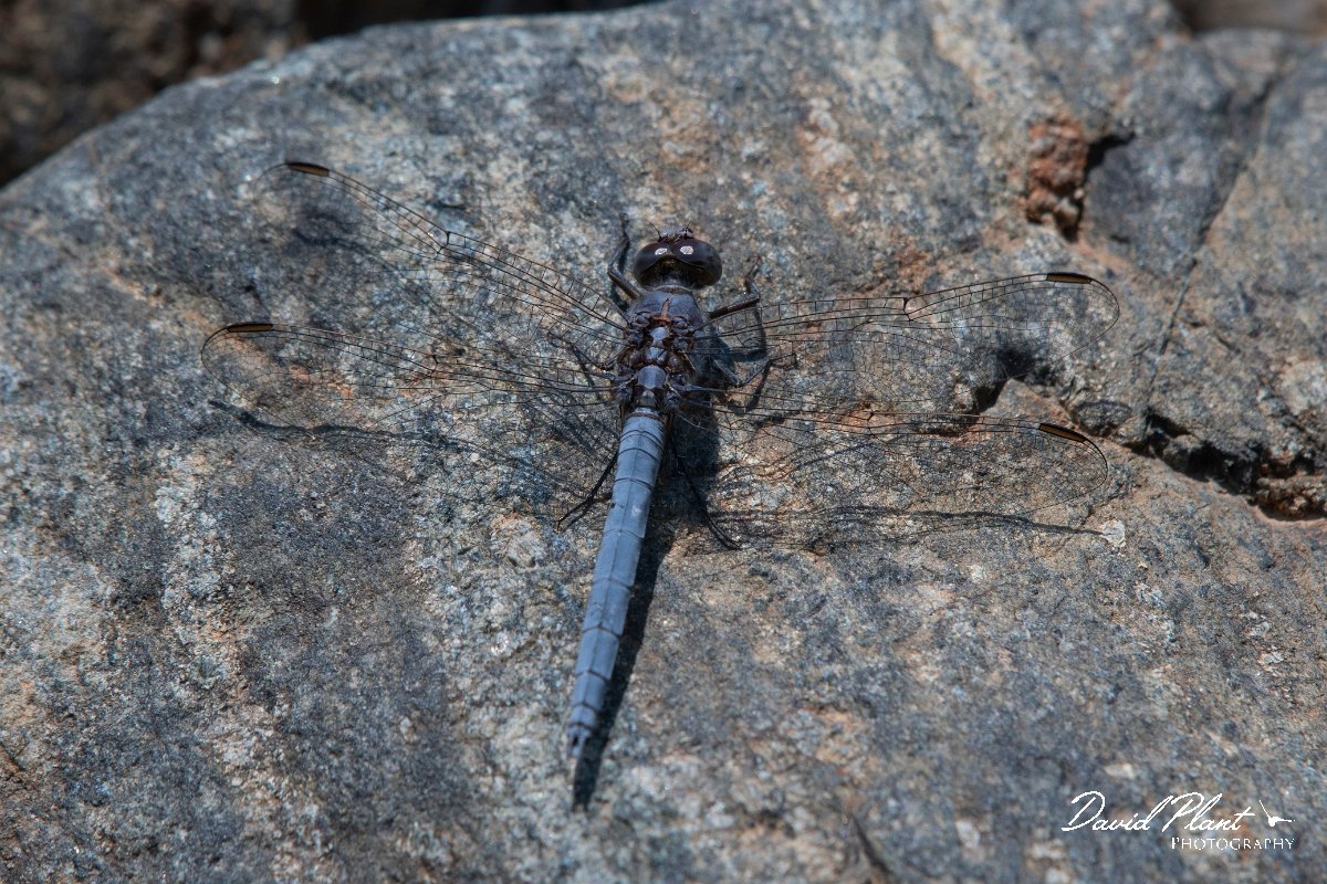 DPPhotography - Lesvos - Southern skimmer - D.jpg - Southern skimmer - Achladeri forest, Lesvos