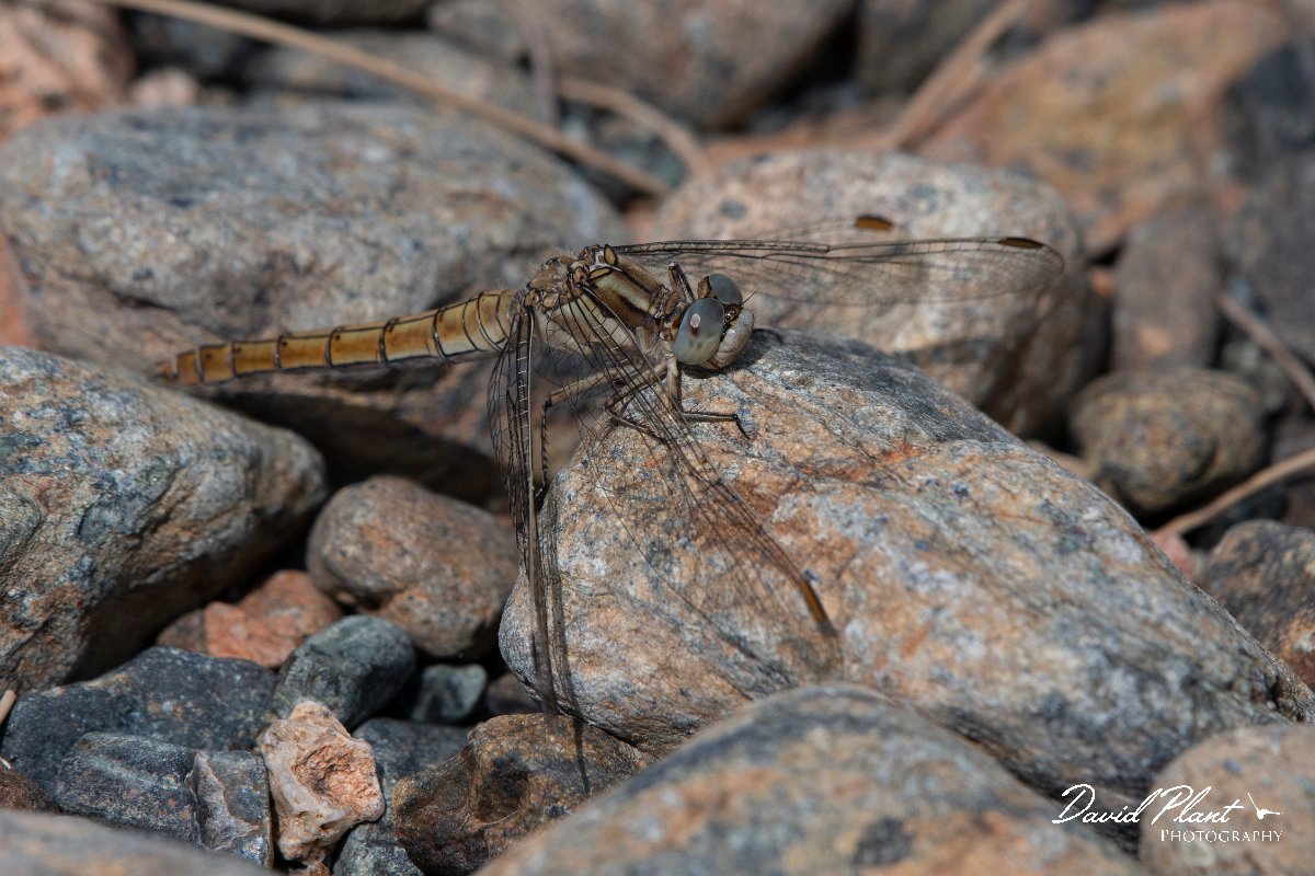 DPPhotography - Lesvos - Southern skimmer - E.jpg - Southern skimmer - Achladeri forest, Lesvos