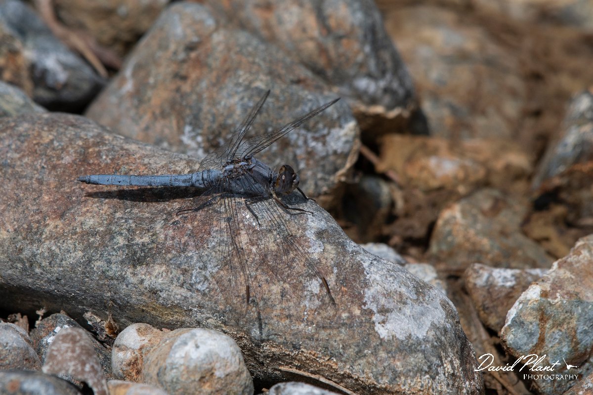 DPPhotography - Lesvos - Southern skimmer - F.jpg - Southern skimmer - Achladeri forest, Lesvos