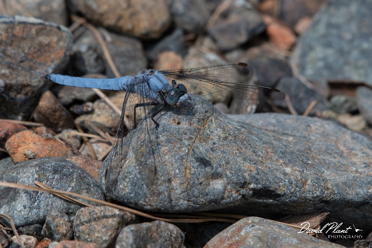 DPPhotography - Lesvos - Southern skimmer - G.jpg - Southern skimmer - Anaxos, Lesvos