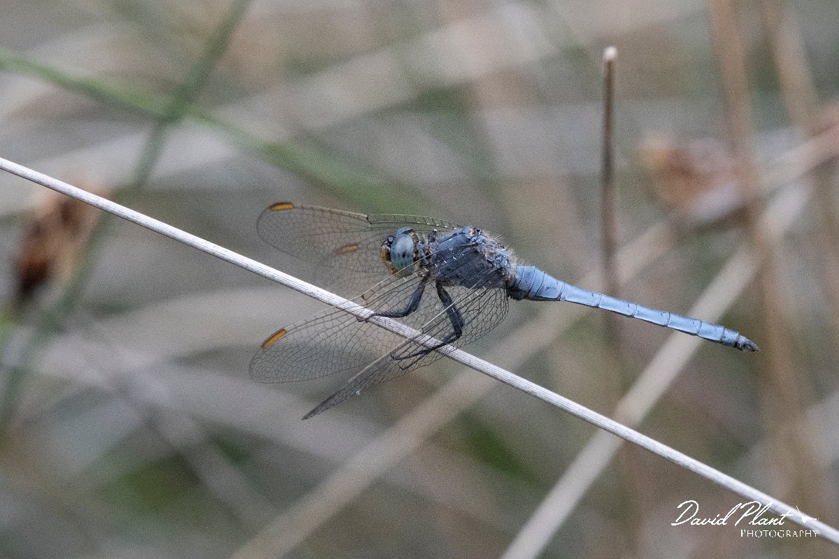 DPPhotography - Lesvos - Southern skimmer - H.jpg - Southern skimmer - Achladeri forest, Lesvos