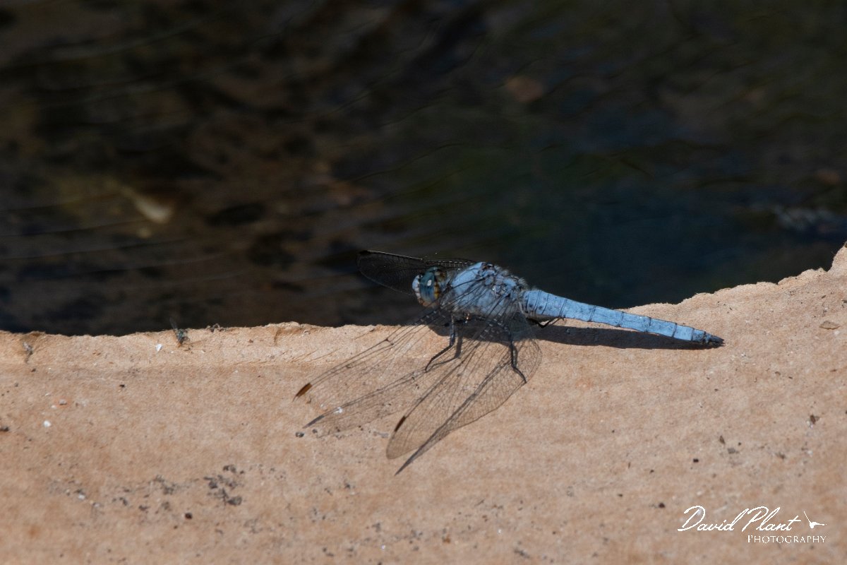 DPPhotography - Lesvos - Southern skimmer - I.jpg - Southern skimmer - Anaxos, Lesvos