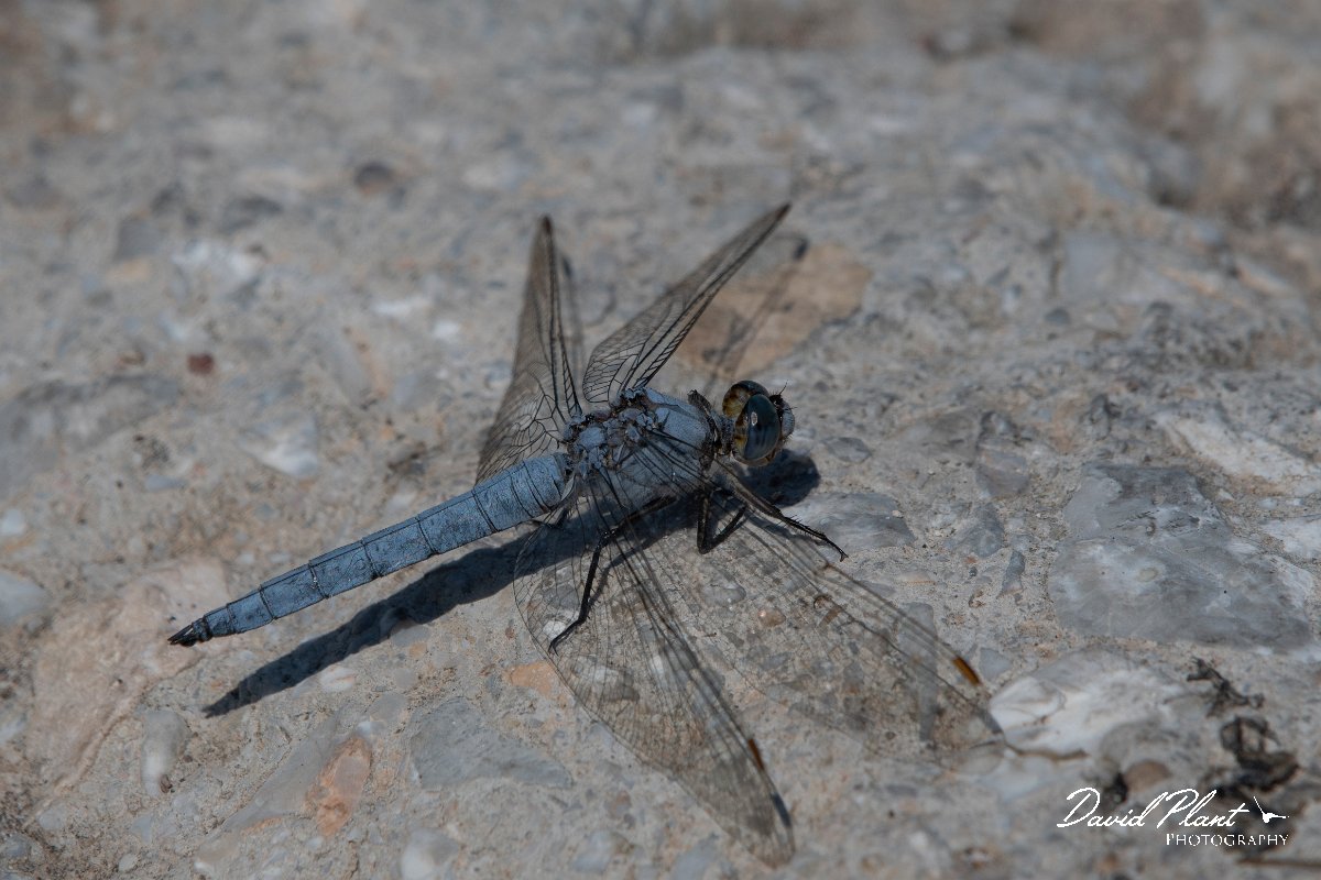 DPPhotography - Lesvos - Southern skimmer - K.jpg - Southern skimmer - Anaxos, Lesvos