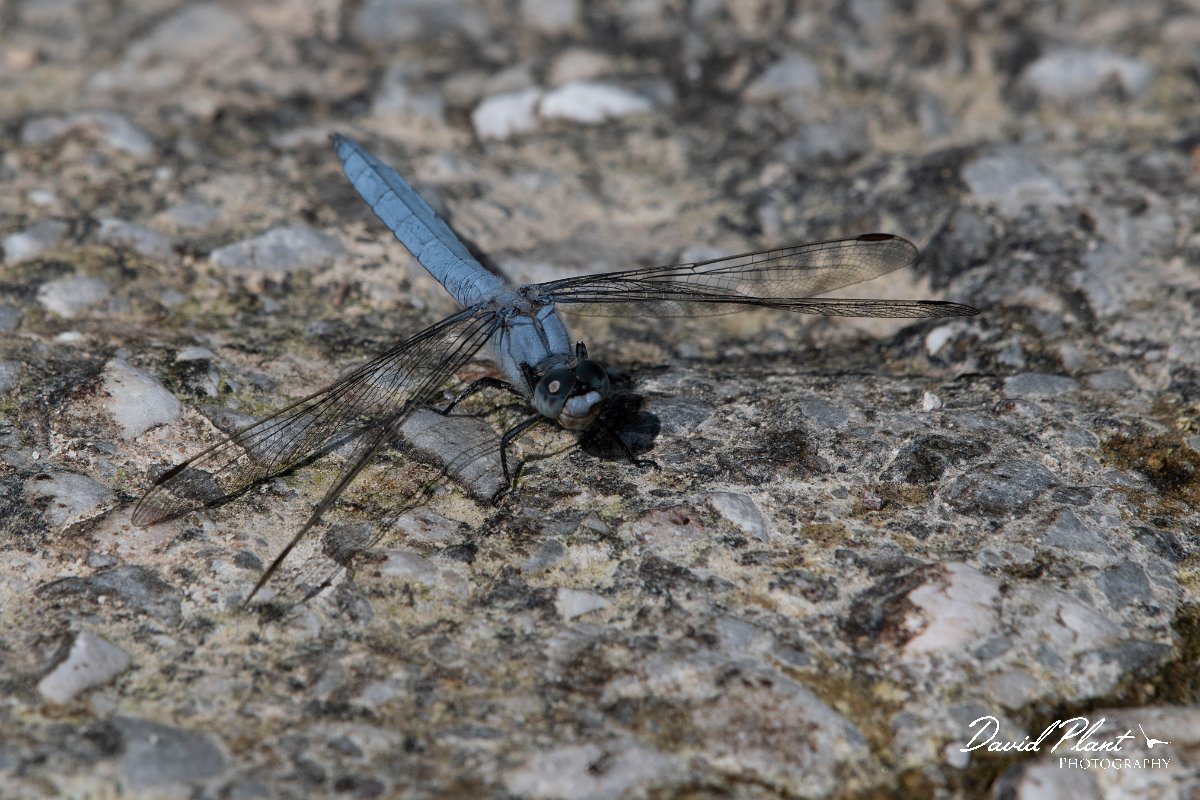 DPPhotography - Lesvos - Southern skimmer - N.jpg - Southern skimmer - Anaxos, Lesvos
