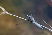 DPPhotography - Lesvos - Southern skimmer - B