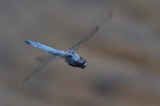 DPPhotography - Lesvos - Southern skimmer - C