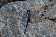 DPPhotography - Lesvos - Southern skimmer - D