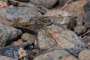 DPPhotography - Lesvos - Southern skimmer - E