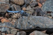 DPPhotography - Lesvos - Southern skimmer - G