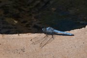 DPPhotography - Lesvos - Southern skimmer - I