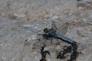 DPPhotography - Lesvos - Southern skimmer - J